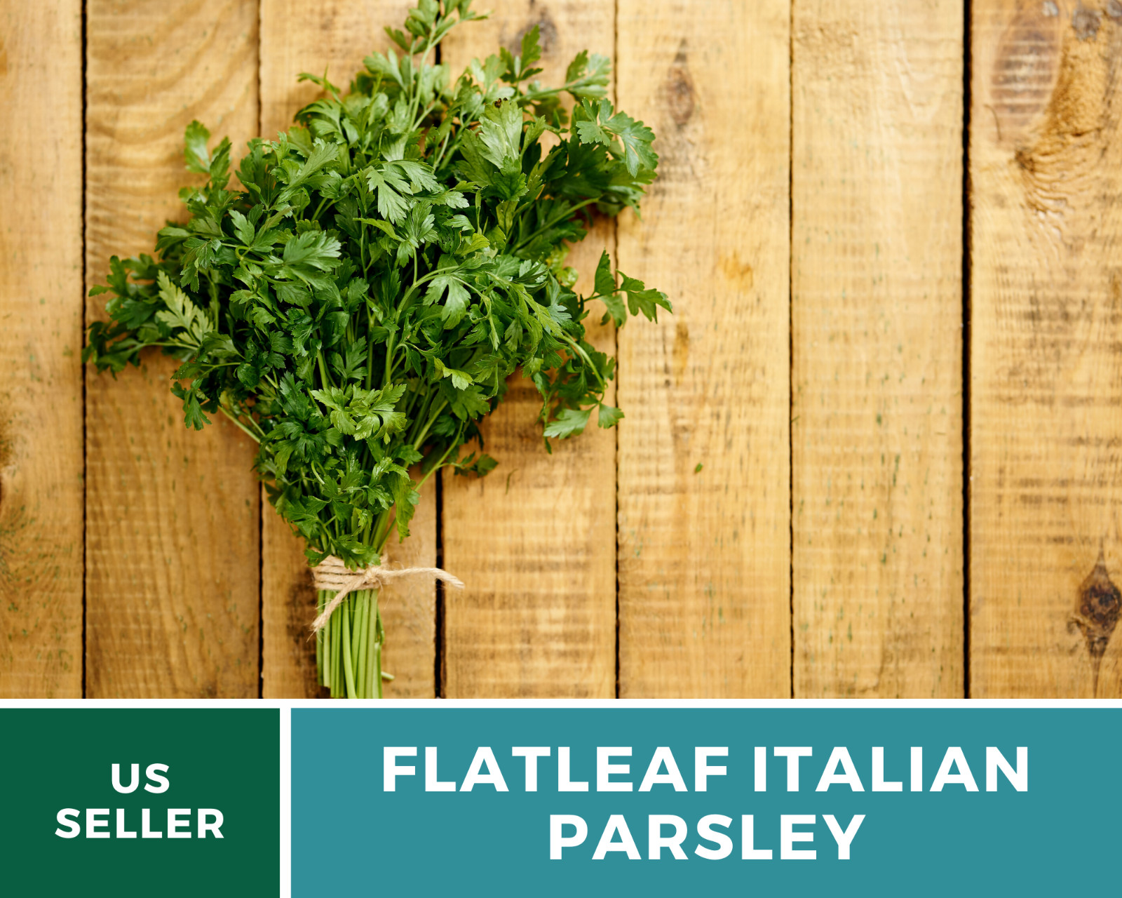 Parsley, Italian Flat Leaf – 200 Seeds – Non GMO