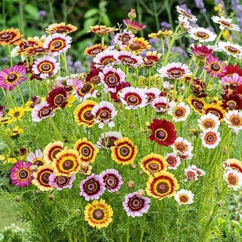 Bulk Painted Daisy Seeds Heirloom Tanacetum coccineum Classic Garden Perennial