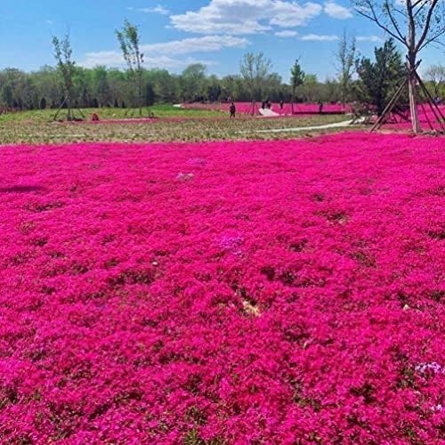 Versatile Landscaping with 20000+ Red Creeping Thyme Seeds for Easy Growth