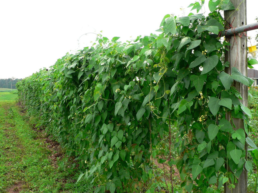 Christmas Pole Lima Bean Seeds (25) / ORGANIC / POLE BEAN / FLORIDA GROWN / RARE