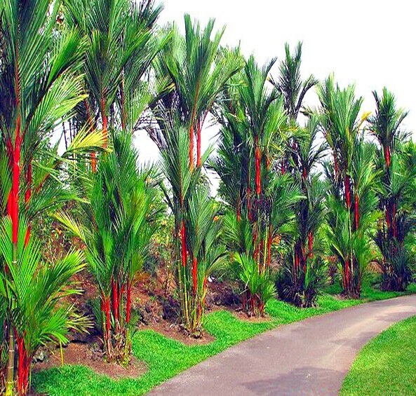 20 RED SEALING WAX “LIPSTICK” PALM TREE SEEDS (Cyrtostachys renda) House Plant