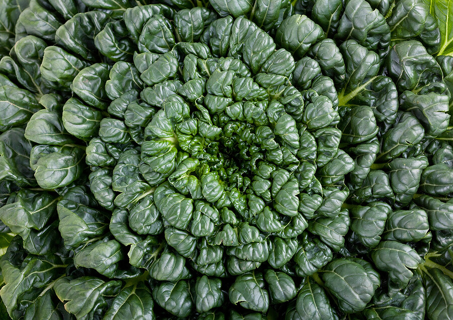 Tatsoi 200 – 4000 Seeds Green Asian Mustard Thick Tender High Vitamin! Spinach