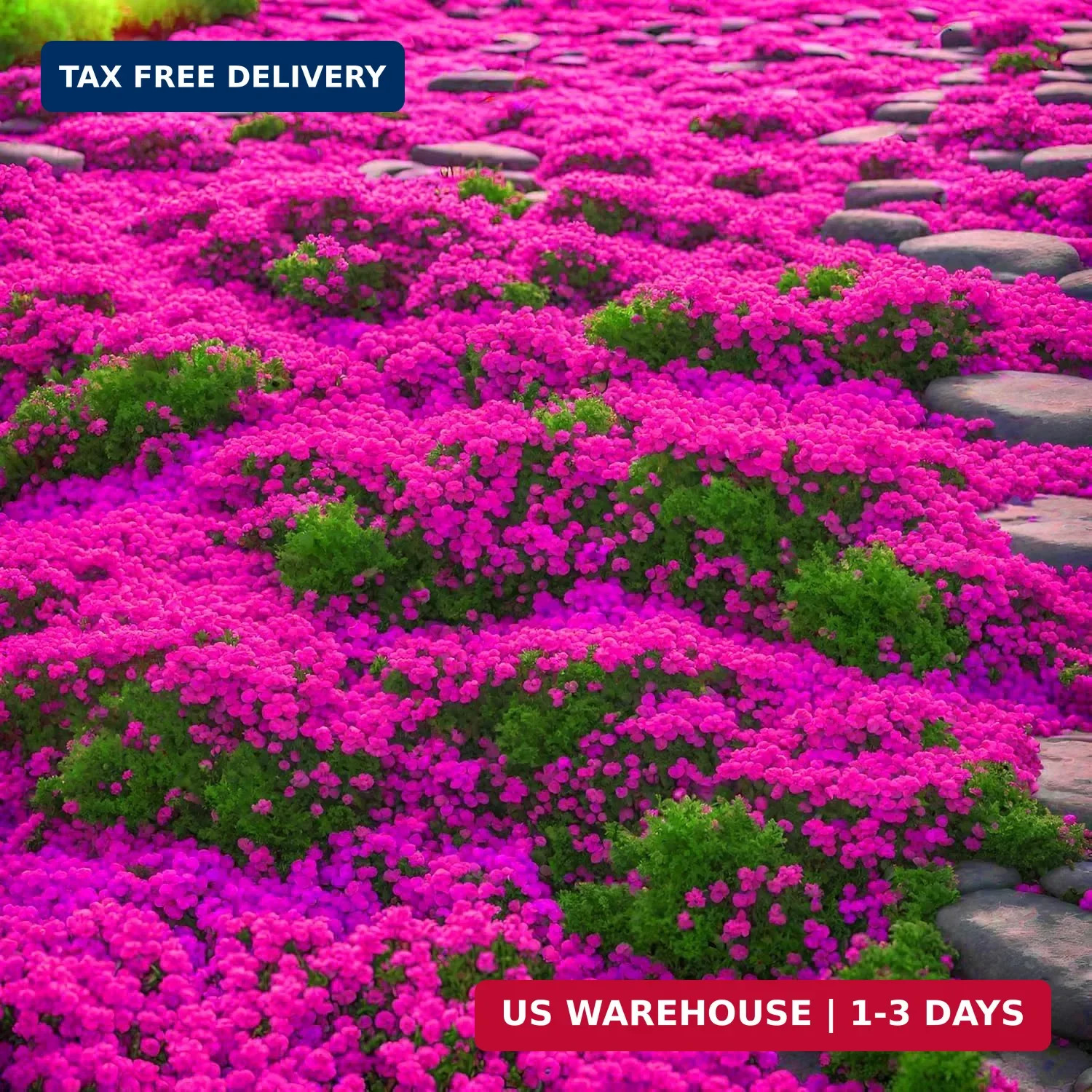 20000pcs Creeping Thyme Seeds for Planting Perennial Ground Cover Plants Heirloo