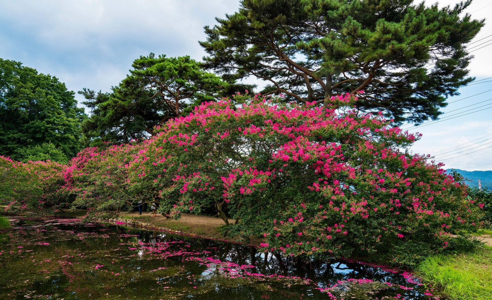 35 DARK PINK CREPE CRAPE MYRTLE Lagerstroemia Indica Bush Tree Flower Seeds