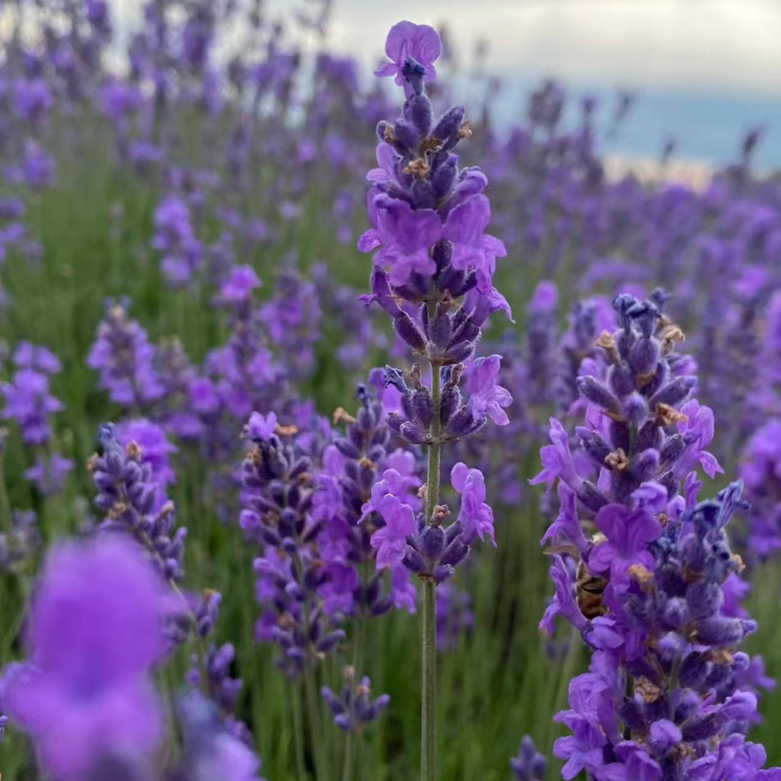 1000 Lavender Seeds – Fragrant Perennial Herb for Gardens Borders Zones 5–9