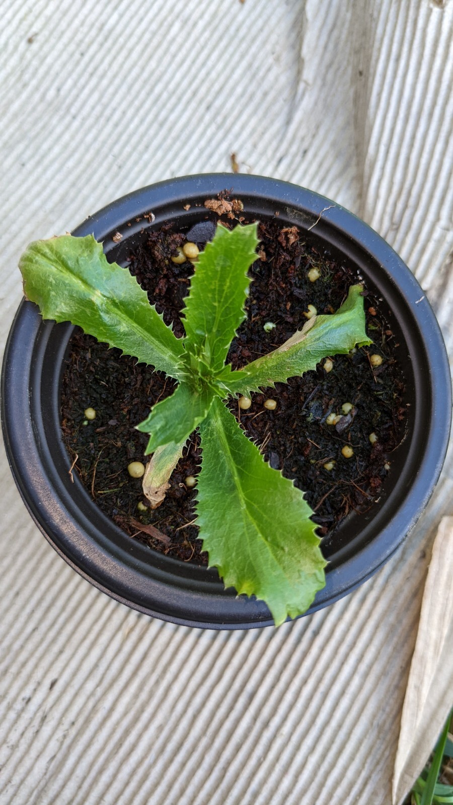 Culantro | 500 seeds | recao | CILANTRO| Seeds Mix ,8 Weeks Needed To Germinate