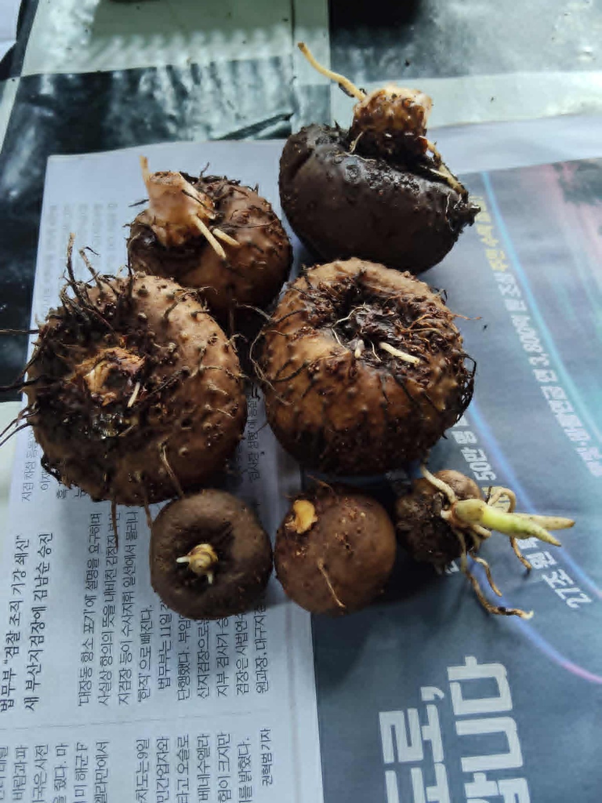 [BULB ONLY] Amorphophallus Blumei – DORMANT Konjac Caudex Bulb for Collectors