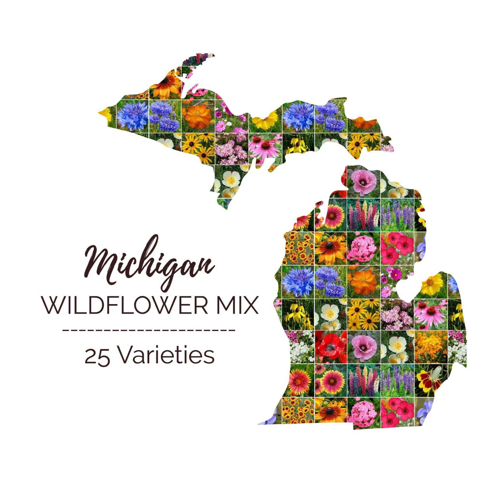 Wildflower MICHIGAN State Flower Mix Perennials & Annuals USA Non-GMO 1000 Seeds
