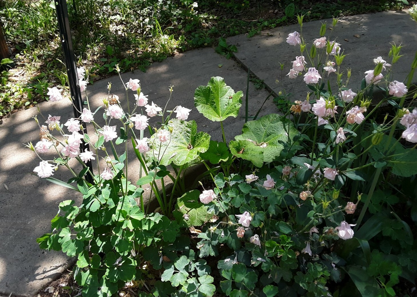 100+ Rare Light Pink Multi Layer Columbine Perennial Flower Seeds.