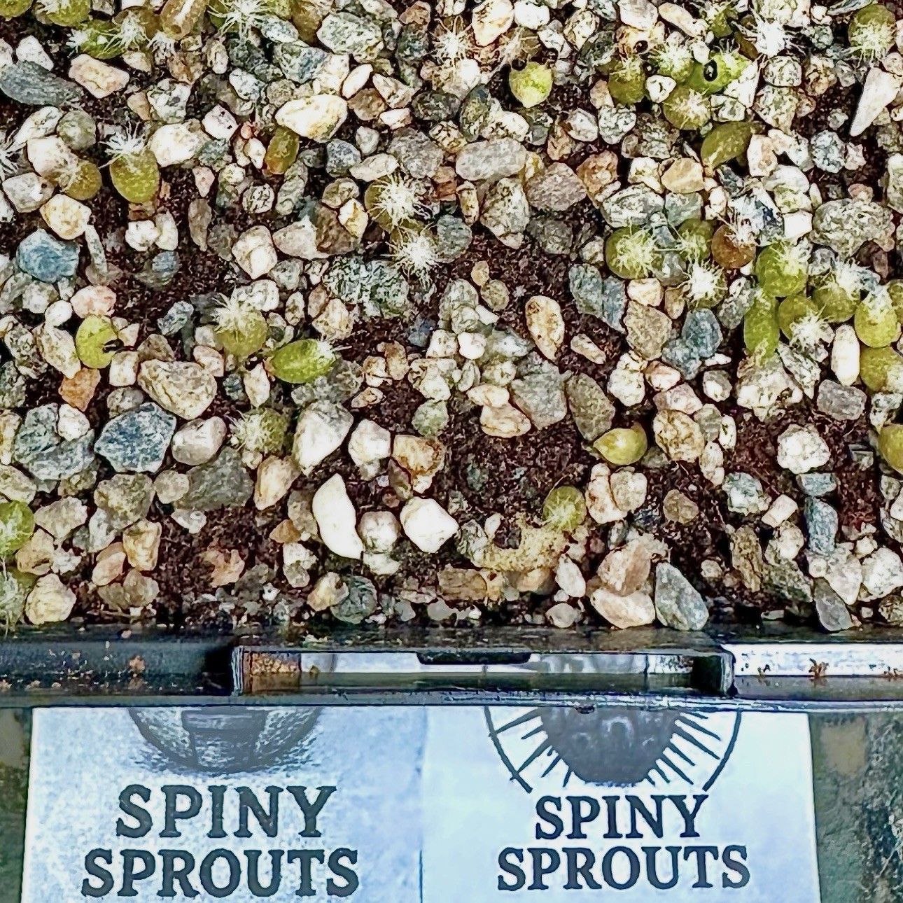 RARE SEEDS (10pk) L0ph…v. “STARR COUNTY” x10 (Ten) Cactus US SELLER