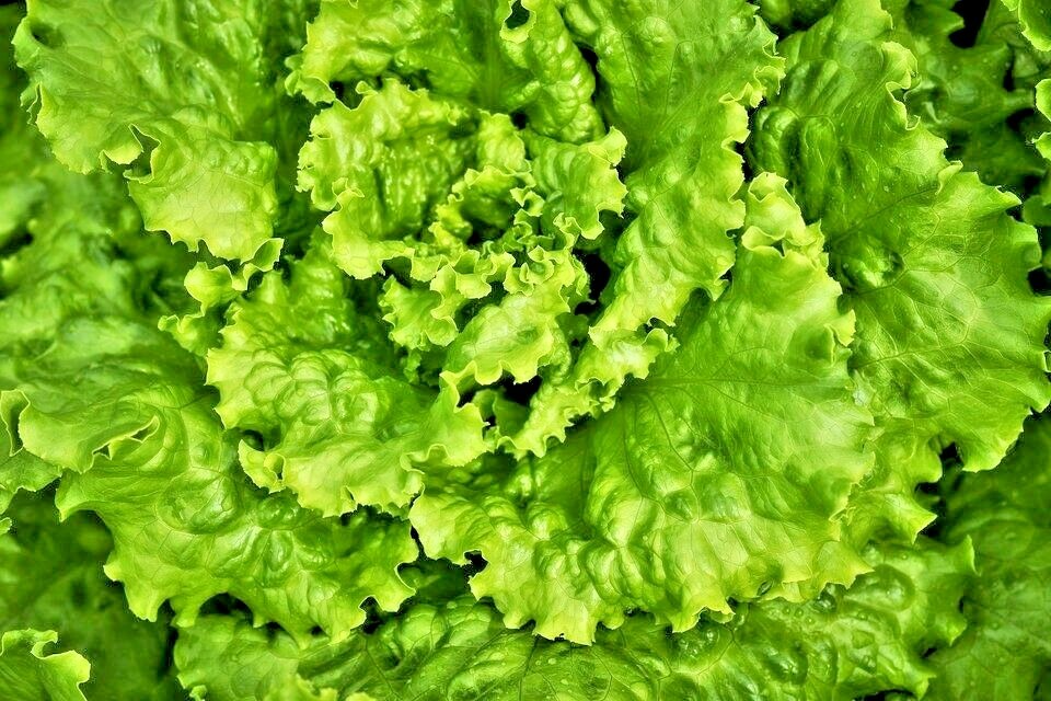 600+GREEN ICE Lettuce Seeds Organic Vegetable Spring Fall Garden Container Easy