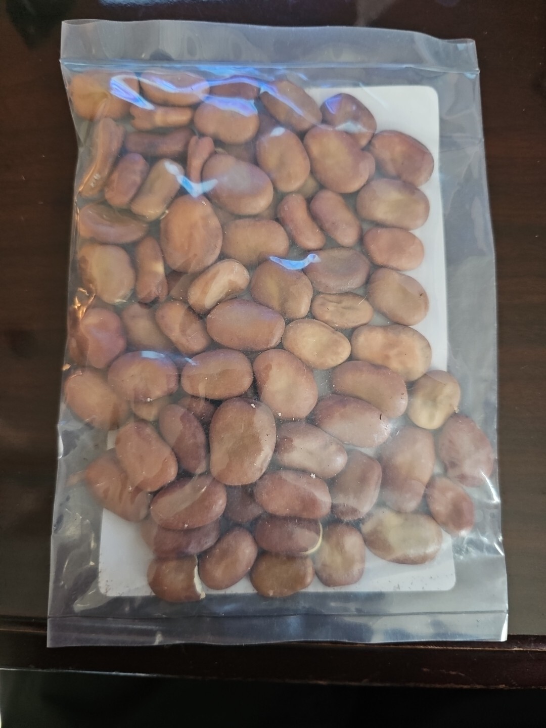 Eden Brothers Organic Broad Windsor Bean Seeds 1/4 Pound