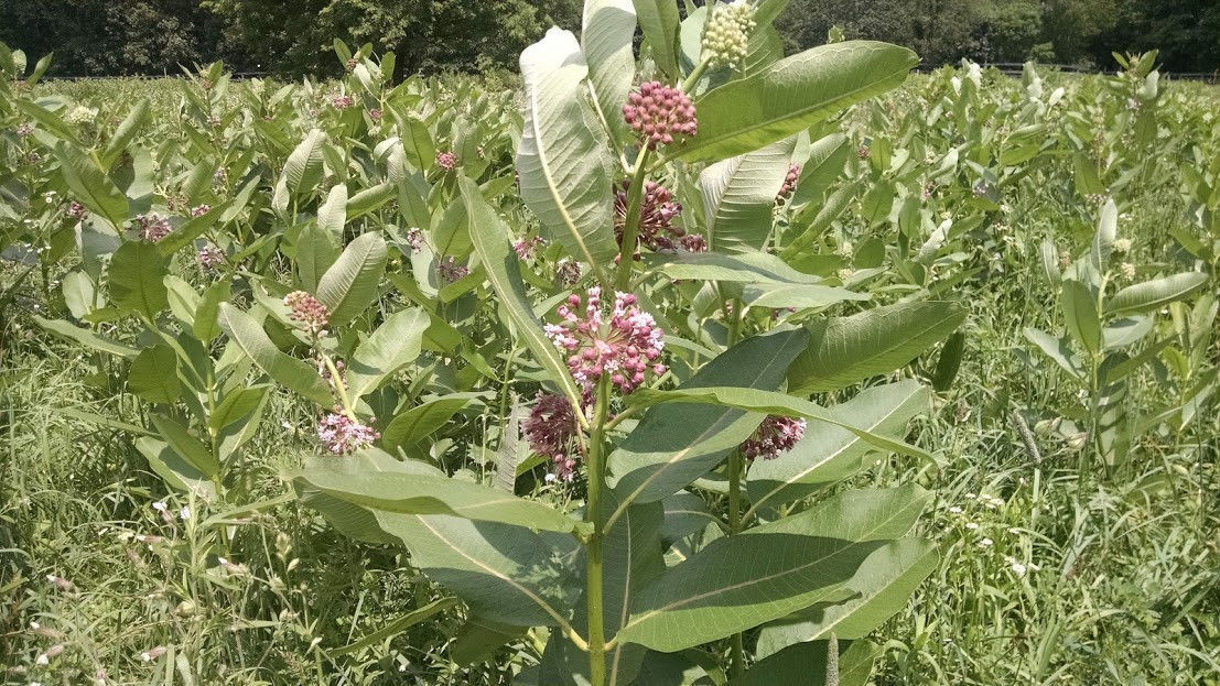 10 oz (31k+) Common Milkweed Seeds (Asclepias syriaca), Organically Grown in PA