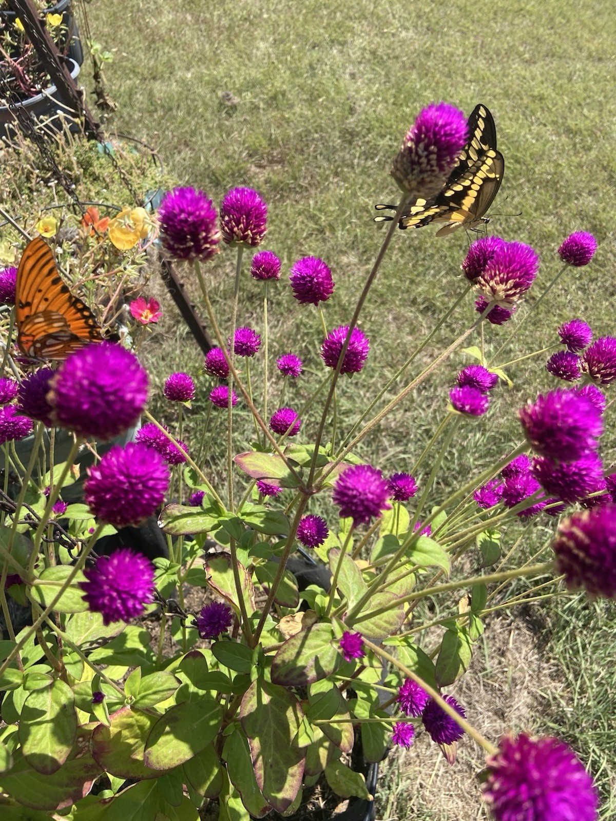 Globe Amaranth / Gomphrena / Purple – 30 Seeds / FREE Shipping