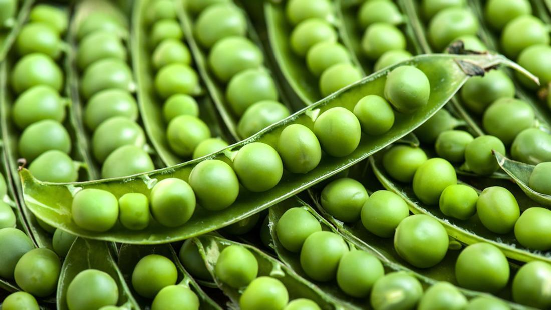 Early Frosty Garden Pea Seeds, Easy Grow, NON-GMO, Variety Sizes, FREE SHIPPING