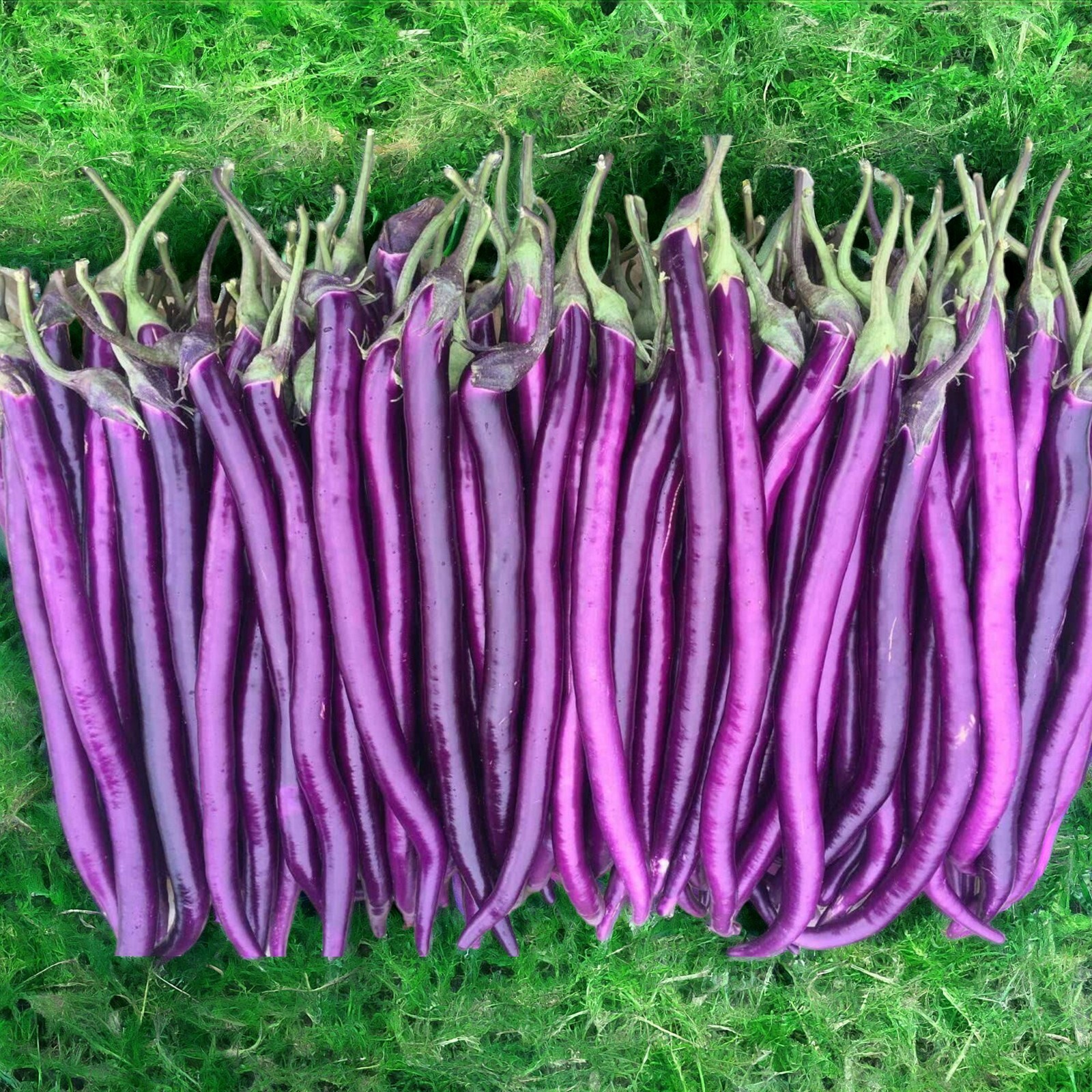 350pcs Long Purple Eggplant Seeds – Heirloom Variety, Non-GMO Vegetable Seed