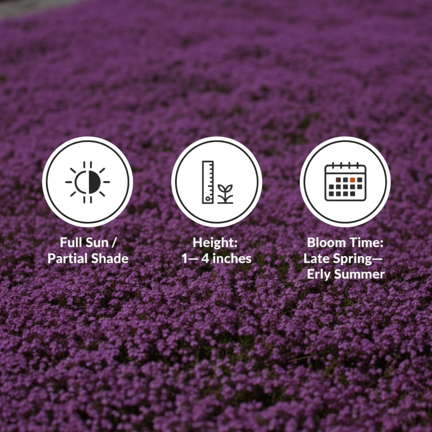 20,000+ Creeping Thyme Seeds Ground Cover, Non-GMO Perennial Flower Purple