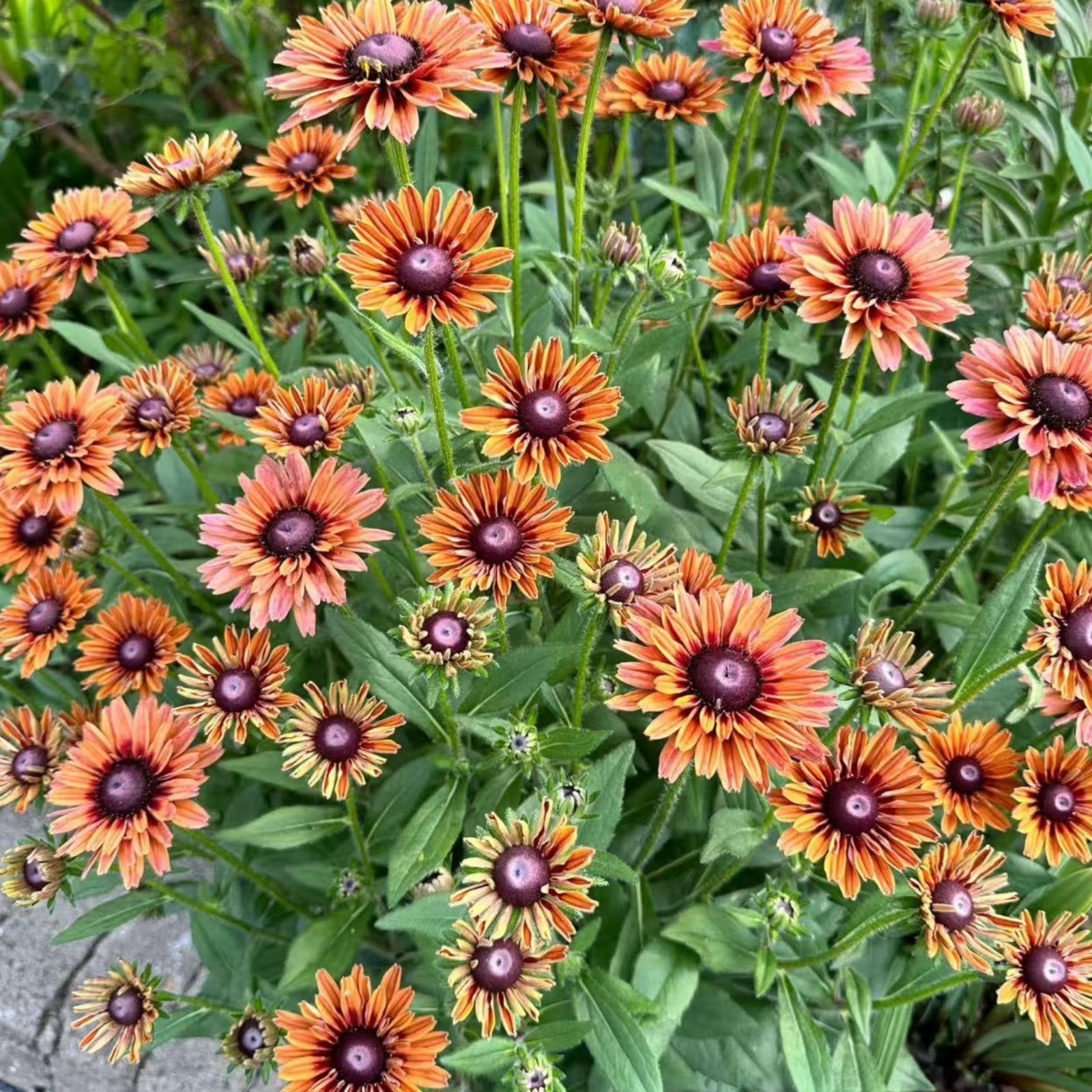 500 Autumn Colors Rudbeckia Seeds – Rustic Orange Black Eyed Susan Zones 3–9