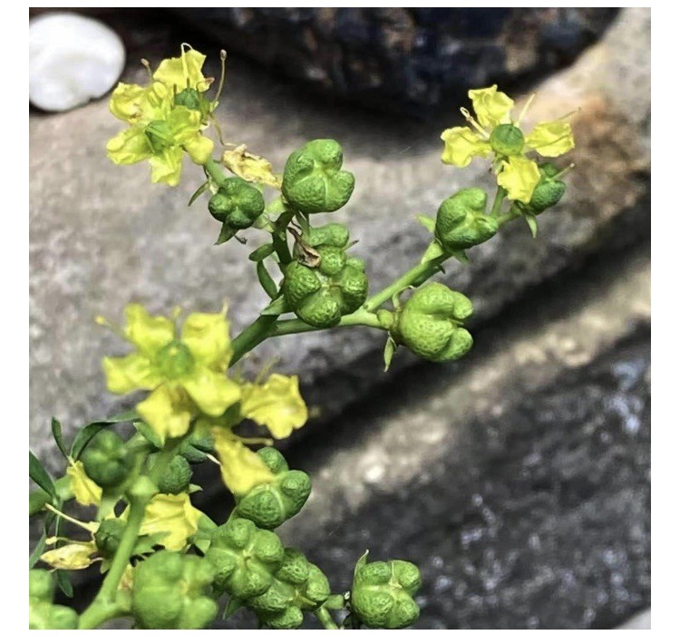 Non GMO New Ruta graveolens | Common Rue | Herb of Grace | Herbygrass | 25 Seeds