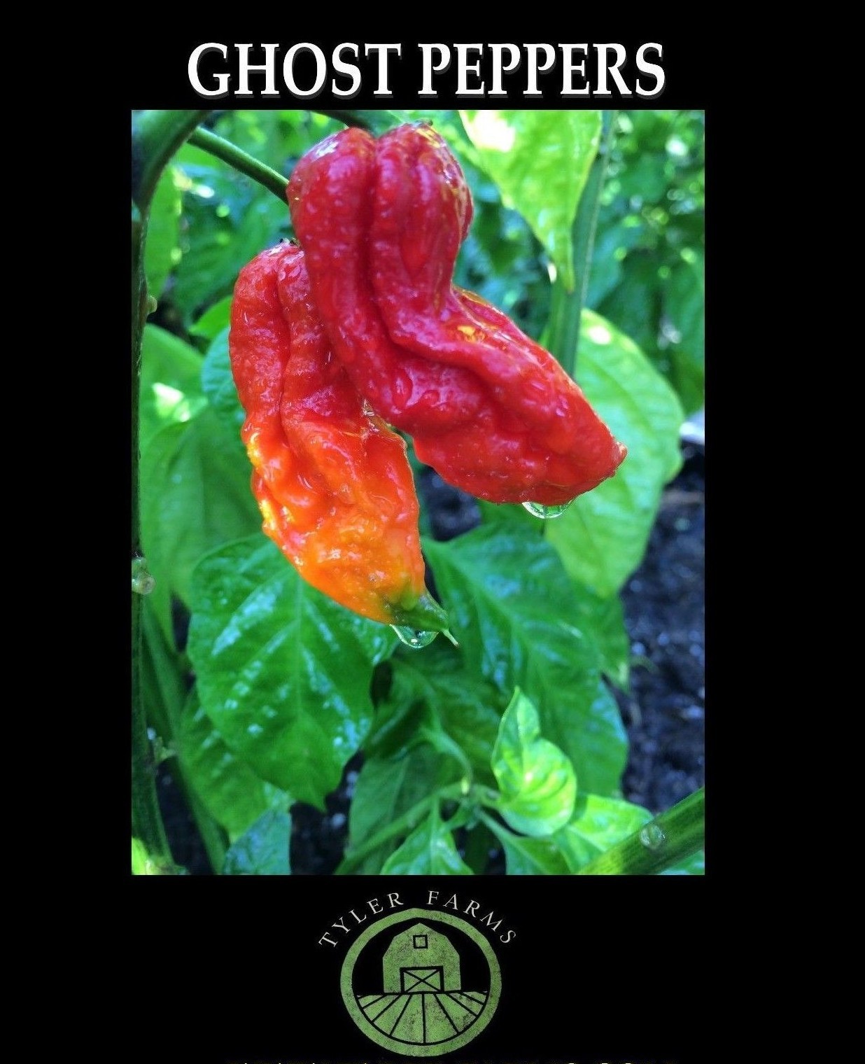 10+ Red Ghost Pepper (Bhut Jolokia) Seeds (Hot, organic chili, chile)
