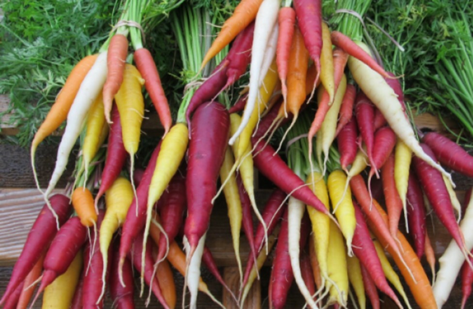 RAINBOW OF CARROT SEEDS, HEIRLOOM, Non-Gmo, Fresh and Fun Seeds For Everyone