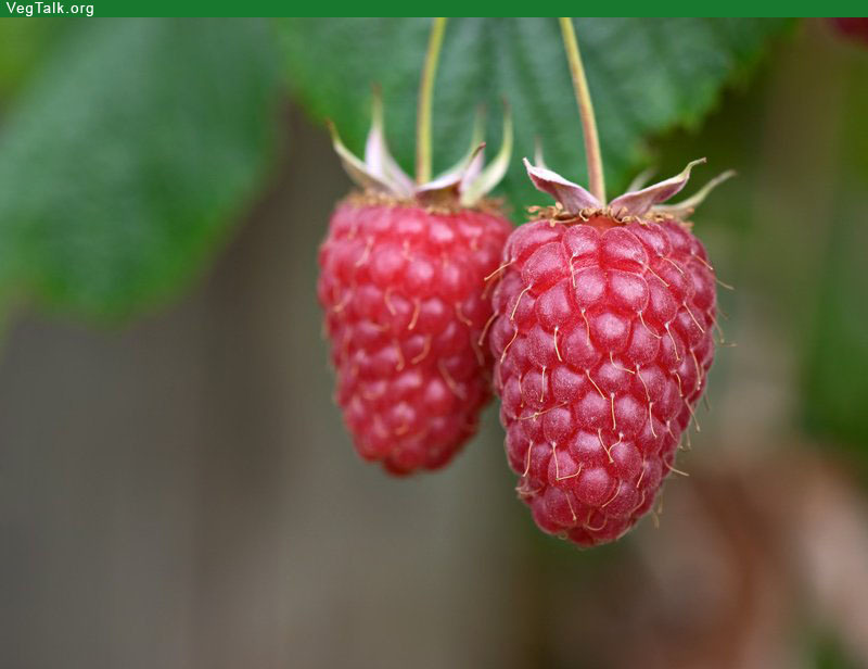 BULK * 200 SEEDS *GIANT*SWEET*TULAMEEN RASPBERRY*MEDICINAL*ANTIOXIDANT*FIBER