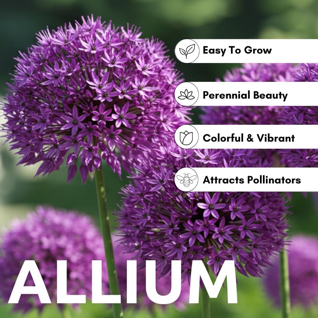 5 Dark Purple Allium Bulbs – Blooming Onion, Perennial Garden Flower – Fall B…