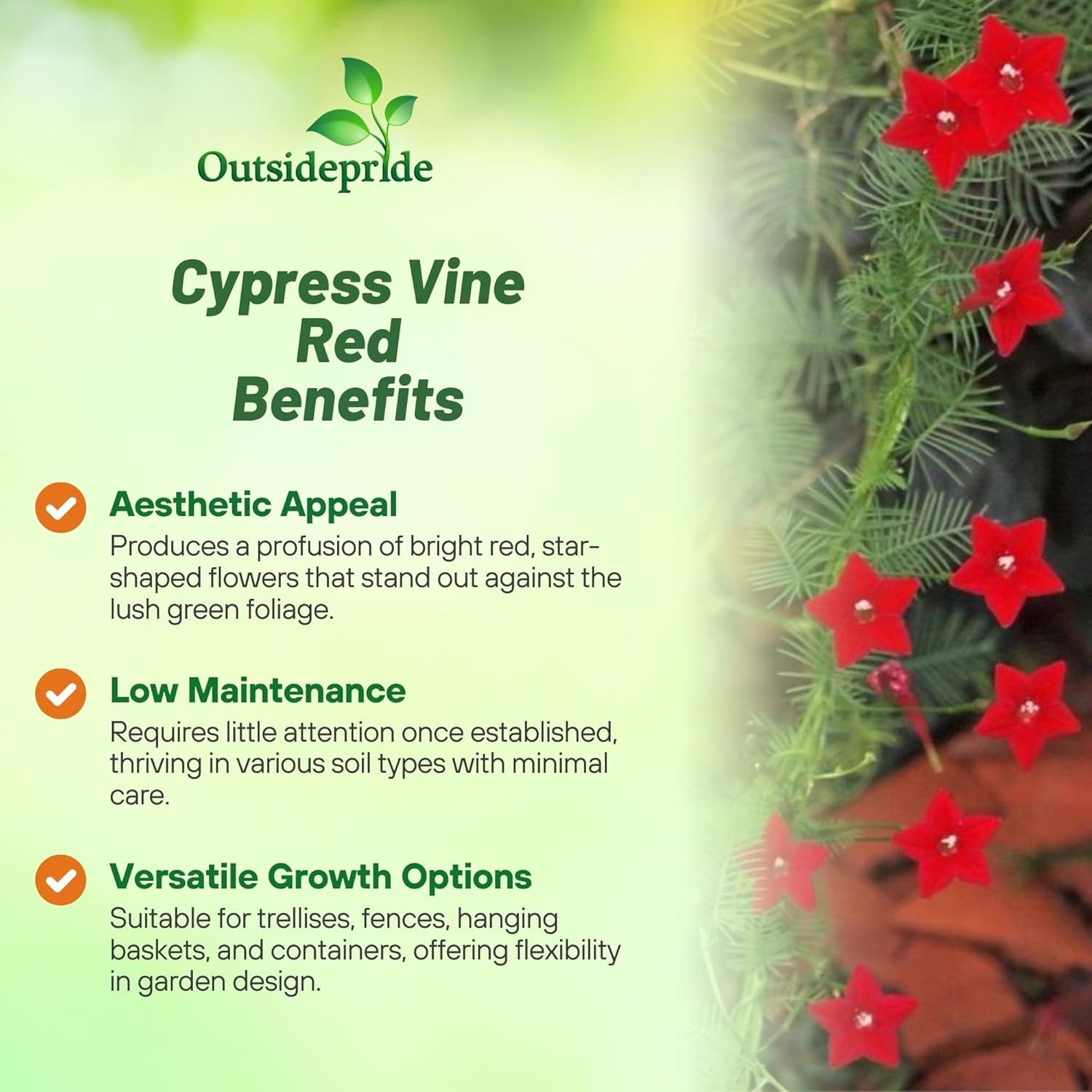 100 Seeds Cypress Vine Seeds – Ipomoea Pennata Red Flower Seed