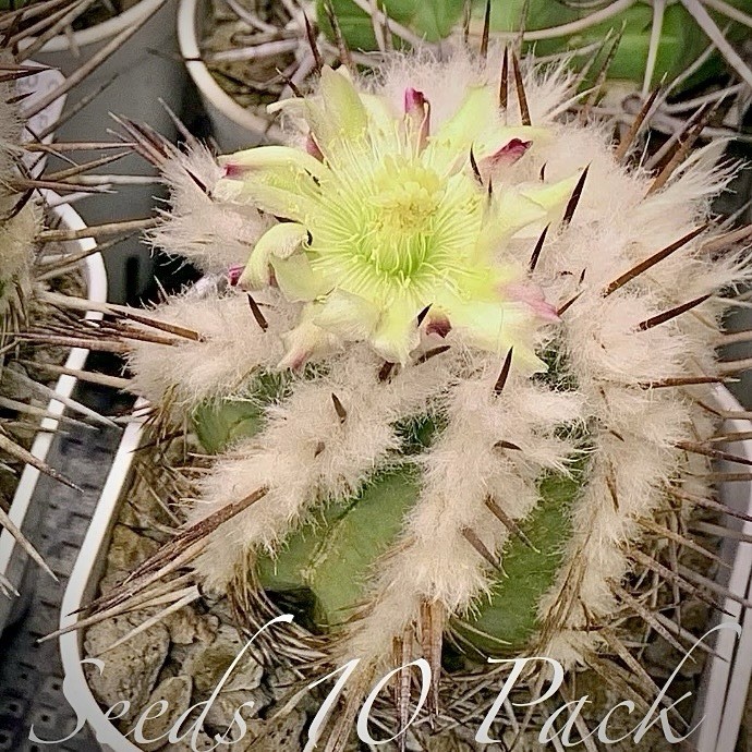 (10) Pack RARE SEEDS Copiapoa Bridgesii US SELLER