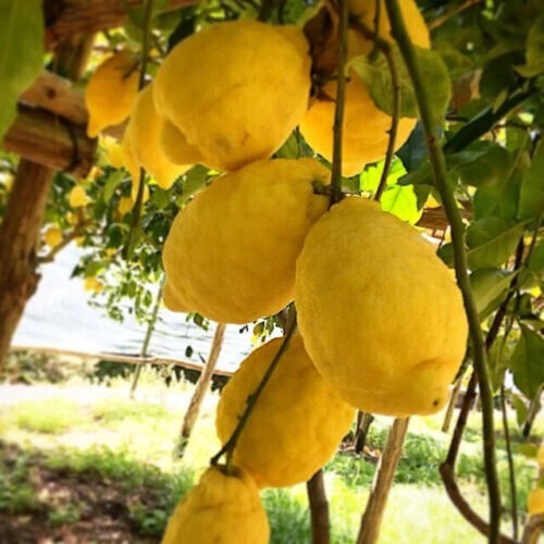 Meyer Lemon Seeds Citrus Garden Fruit Tree, seeds 5,7, 12,20,30+ & free shipping