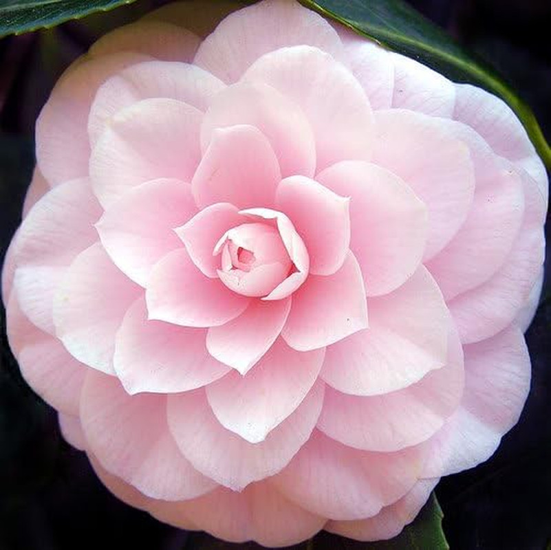 100 Mixed Colors Double Camellia Impatiens (Balsam/Lady Slipper/Touch Me Not) Im