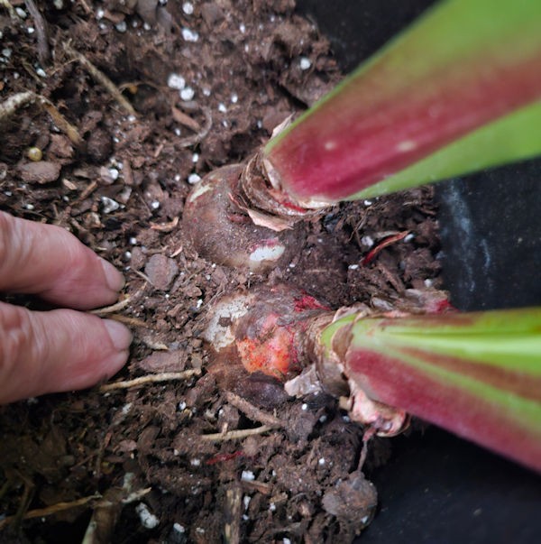 Amaryllis – Hippeastrum- Ferari Red Classic seed grown bulb 2024 Fresh Dug Ups