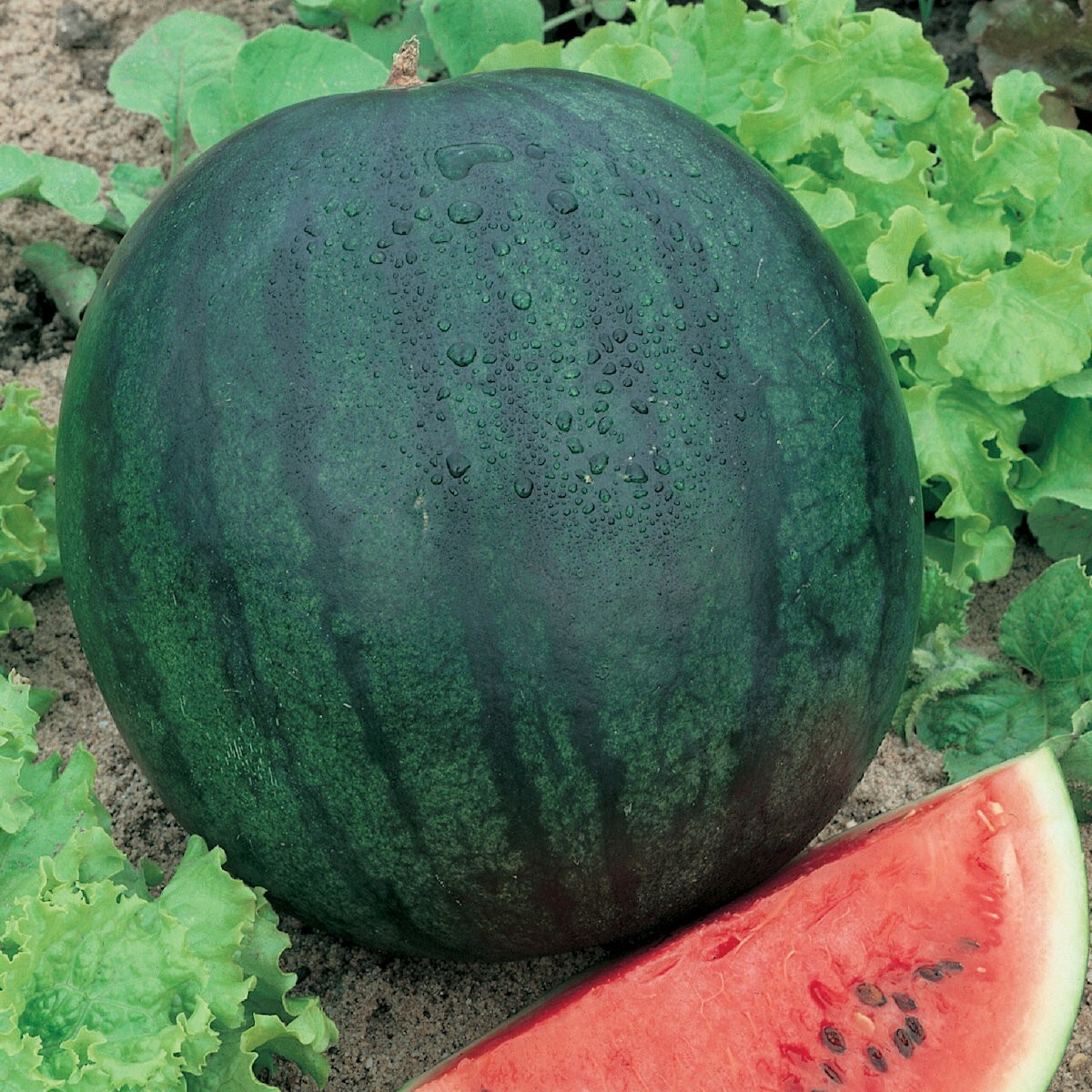 40 Sugar Baby Watermelon Seeds – Everwilde Farms Mylar Seed Packet
