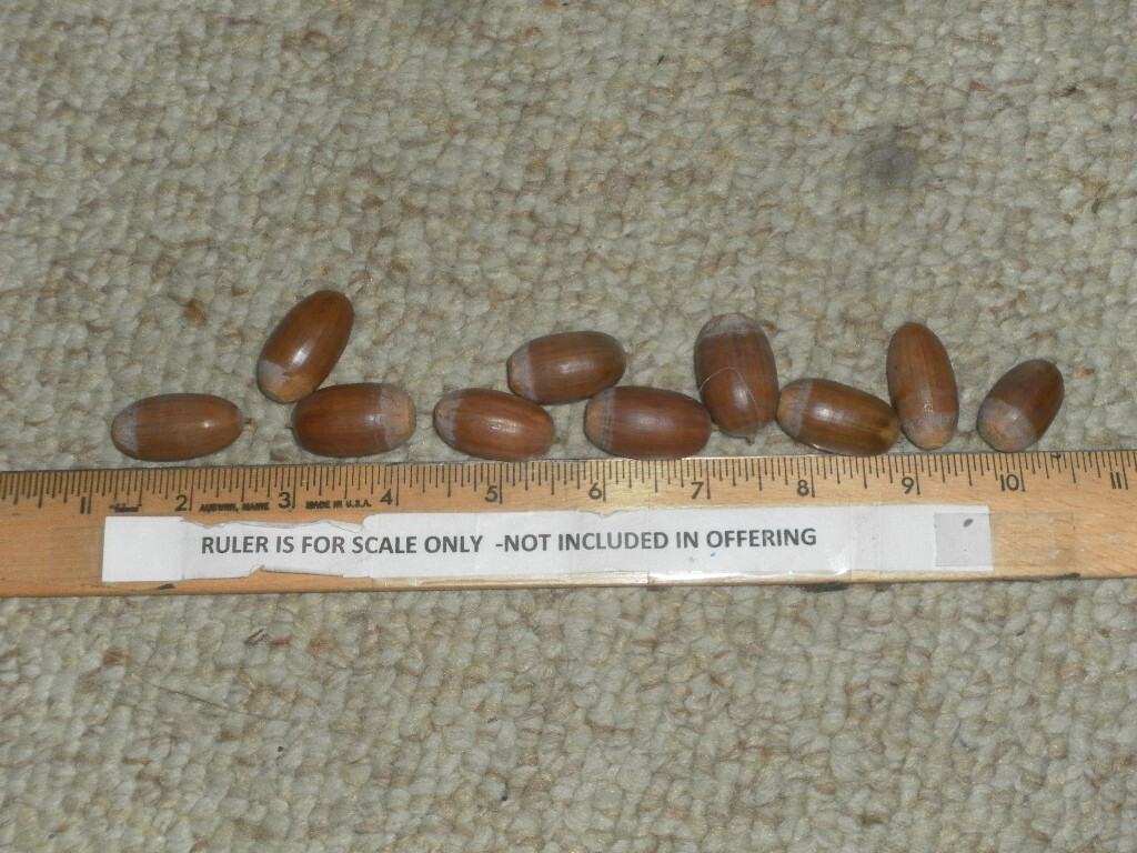 ACORNS fresh, White (English) OAK TREE 2023. 30 count- no caps SOLD OUT