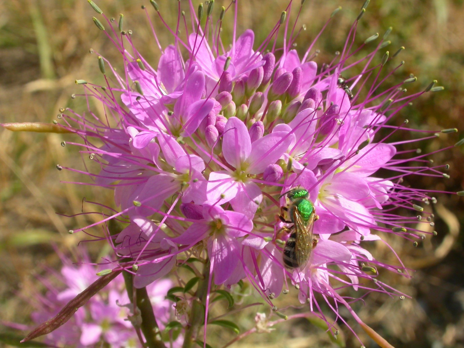 101+Rocky Mountain BEE PLANT Seeds Native Wildflower Flower Garden Pollinators