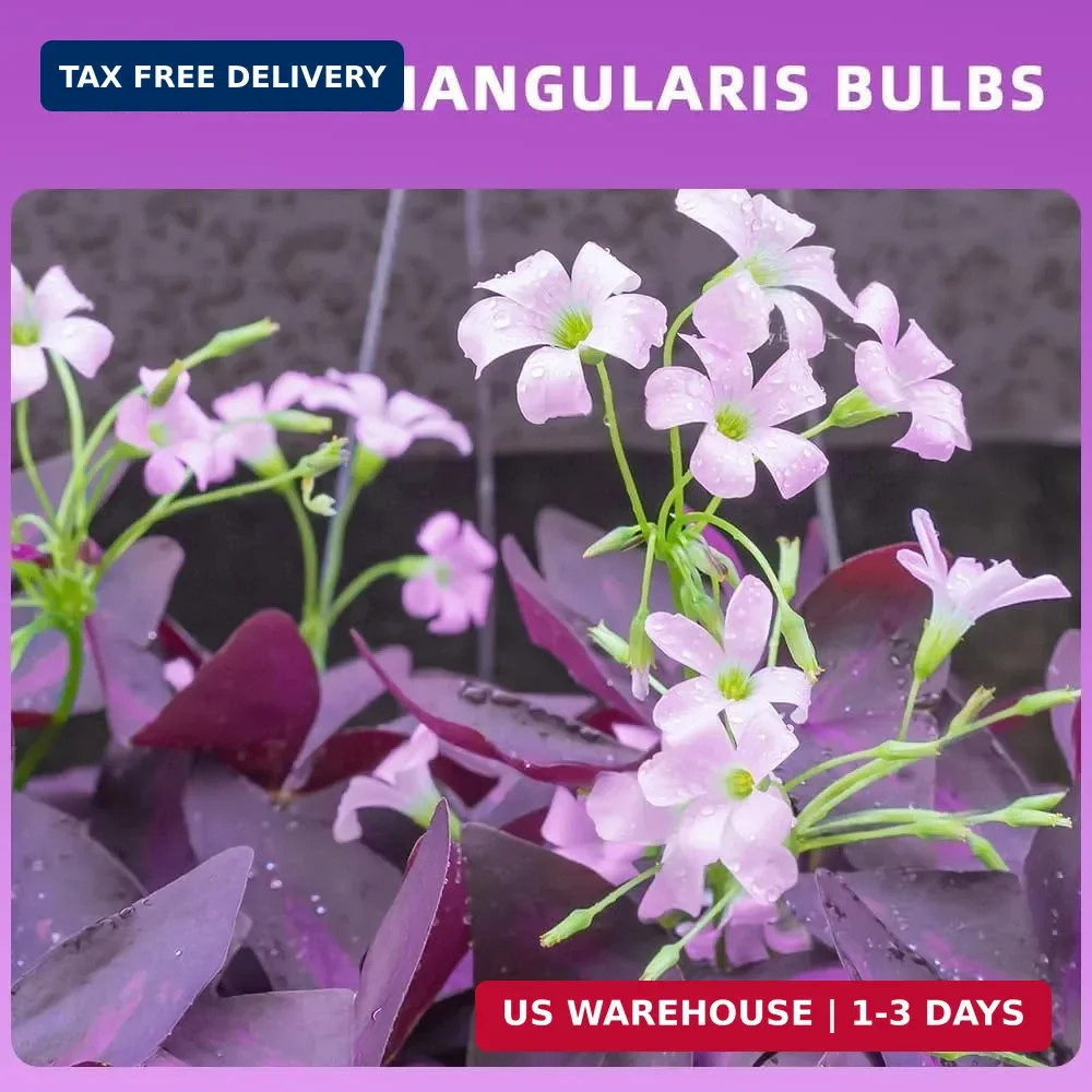 Purple Shamrock Bulbs 12 Pcs Good Luck Purple Oxalis Bulbs for Planting Indoor a
