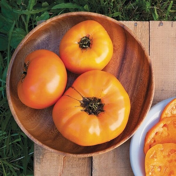 Tomato, Brandywine Yellow – Heirloom Seeds – NonGMO (Solanum lycopersicum)