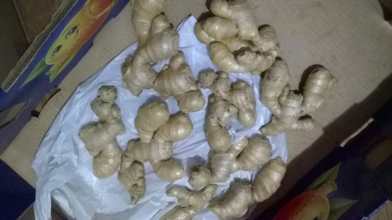 Ginger roots mature (Approx. 3 POUNDS)