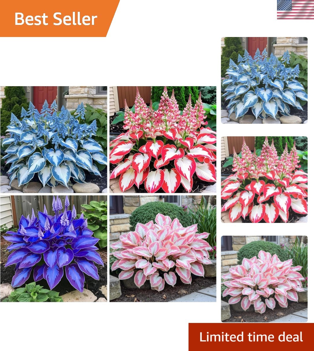 Low Maintenance Hosta Seed Pack – 200+ Heart-Shaped Plants for -Round Beauty