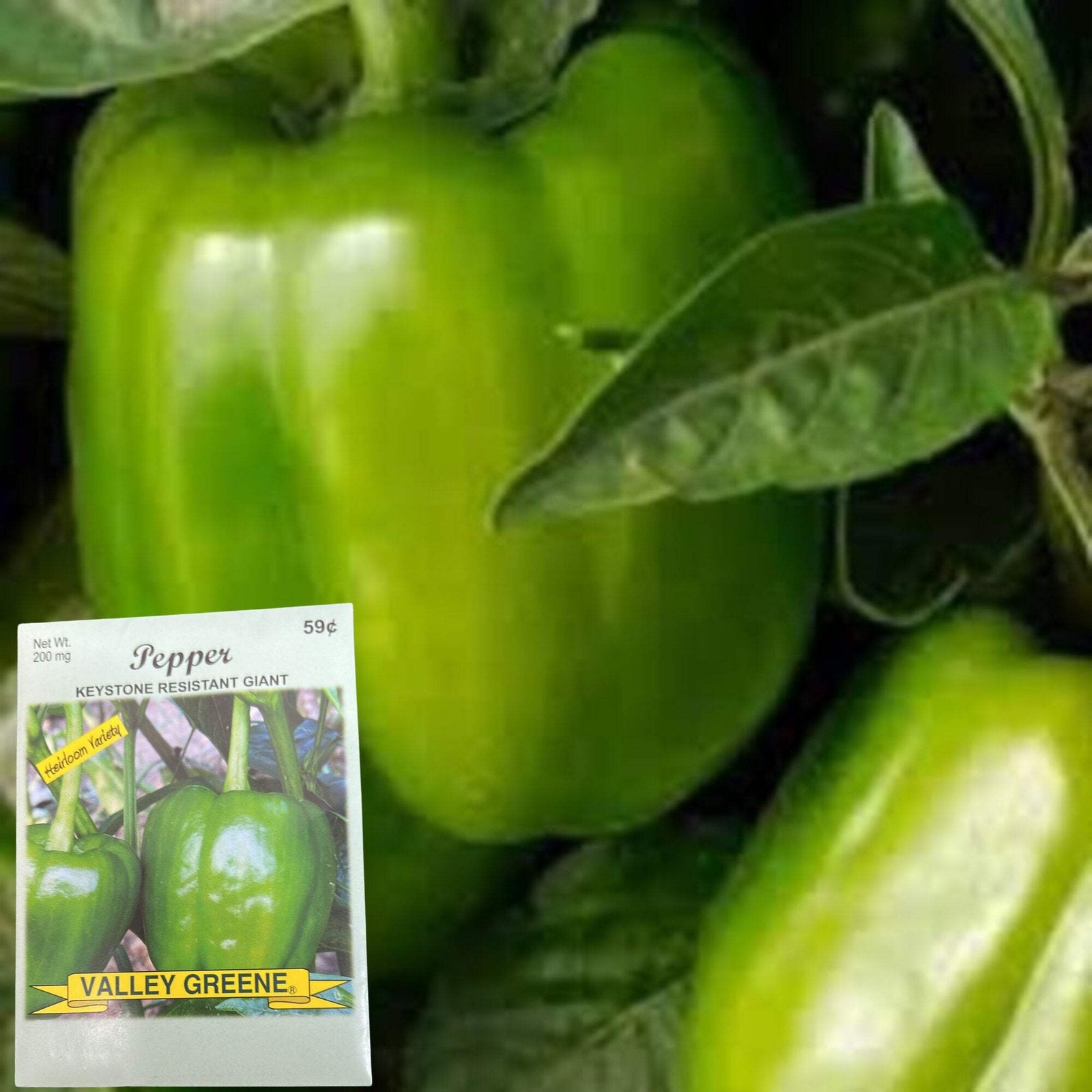 Valley Greene 200mg Pepper Keystone Resistant Giant:2CT