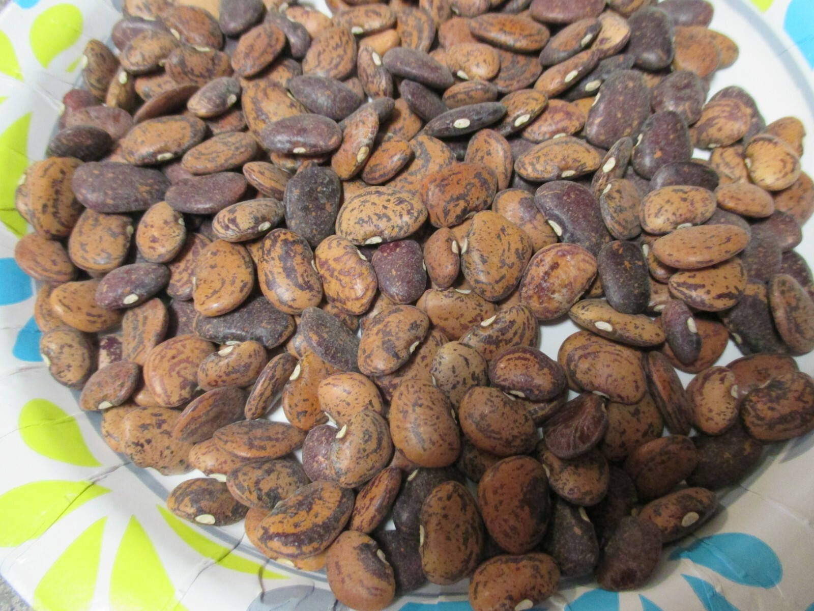 SPECKLED BUTTER BEANS SEEDS 1.4OZ 100 SEEDS BUSH TYPE 2024