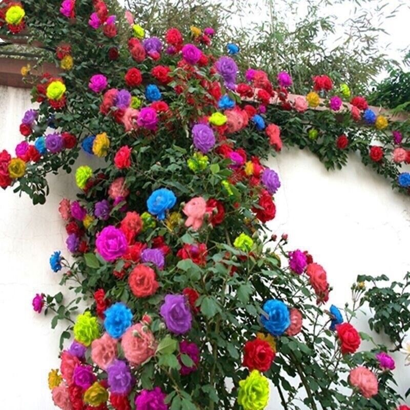 20 SEEDS for Mix color RARE CLIMBER climbing Rose flower exotic plant USA Seller