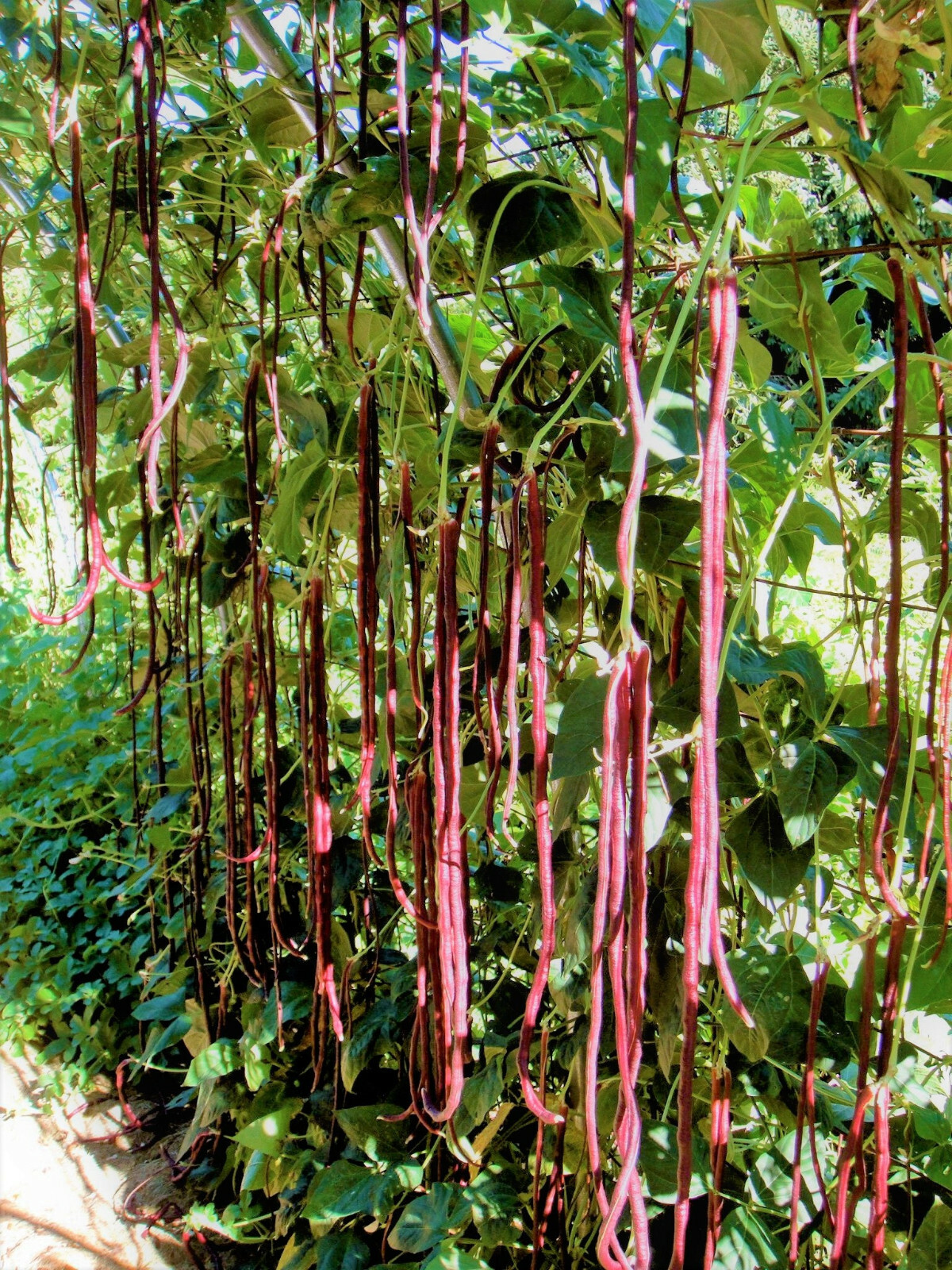 5 Colors Mix Yard Long Bean Seeds | Multi Variety Pole Asian Vegetable Seed 2023