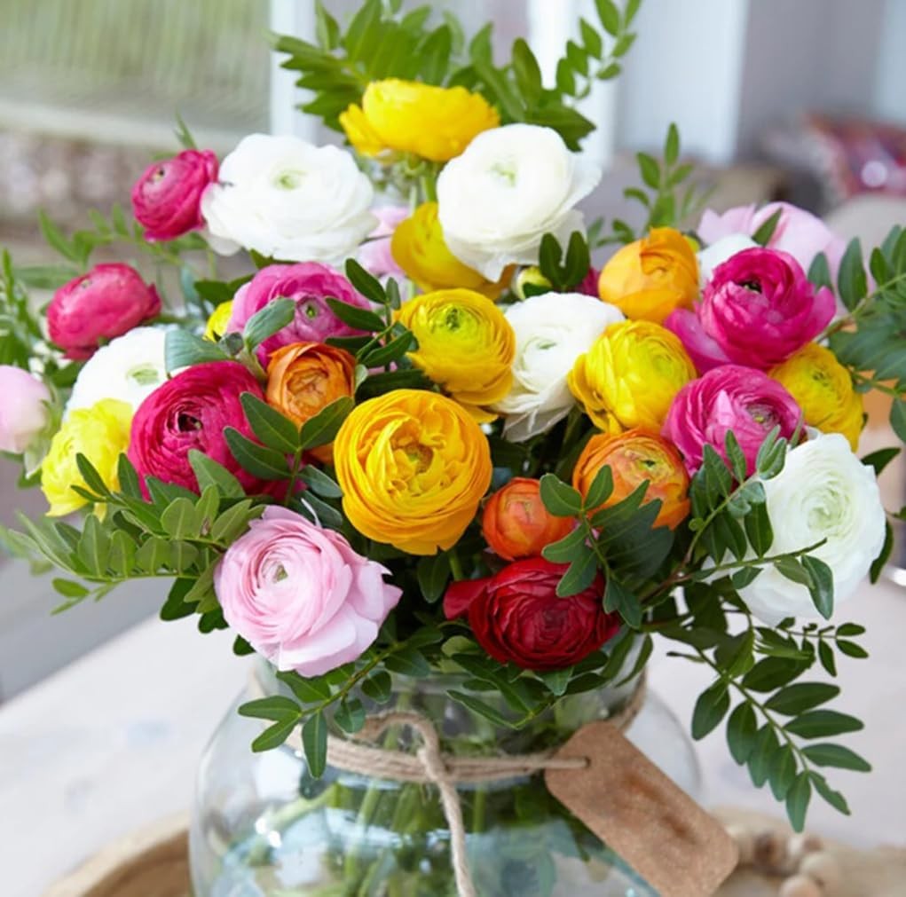 10PCS Mixed Color Ranunculus Bulbs Double Buttercups Spring Rose Bulb Wedding Fl