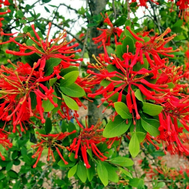 10 Chilean Firebush Tree Seeds Embothrium coccineum Flame Flower Plant RARE!