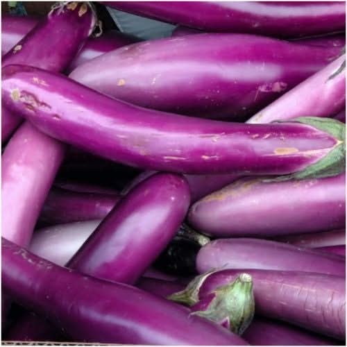 Long Purple Eggplant Seeds For Planting (Solanum melongena)