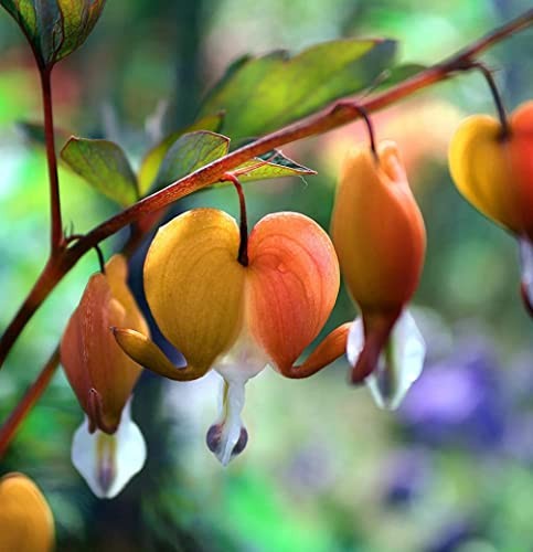 20 + Seeds Mixed Bleeding Heart Seeds Dicentra Spectabilis Shade