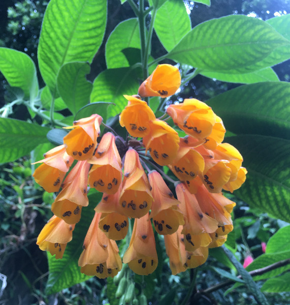 Bomarea sp. Orange | Orange Bomarea | 10 Seeds