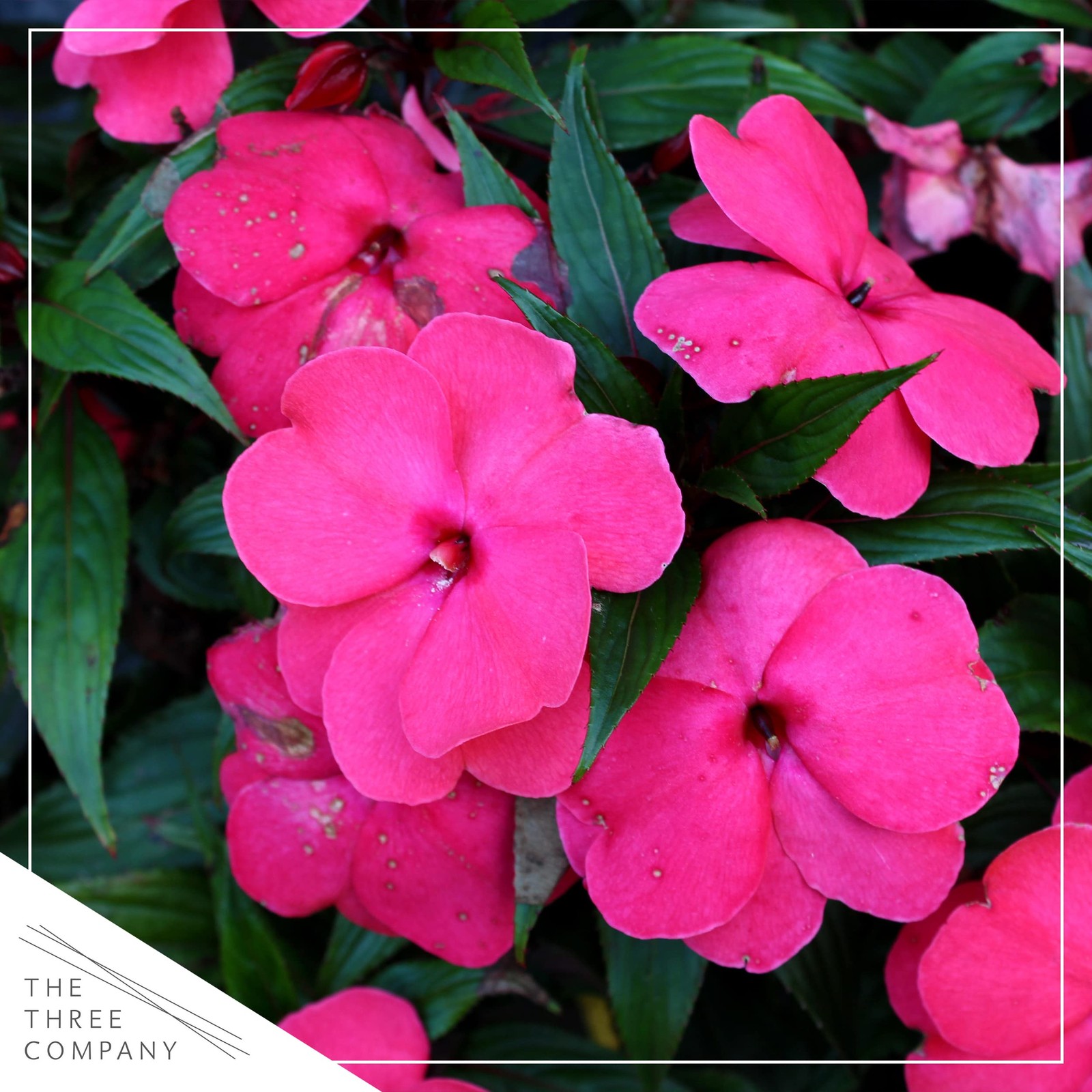 Live Flowering New Guinea Impatiens Shades of Pink 3 Plants Per Pack Beauti…