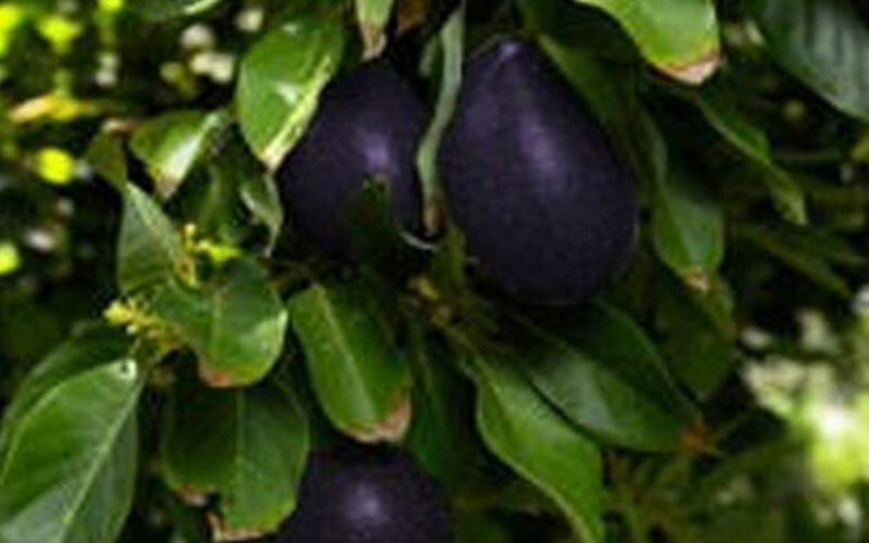 Very Rare Mexicola Grande Avocado- 3 cuttings, fresh, easy to grow-Cold-Hardy